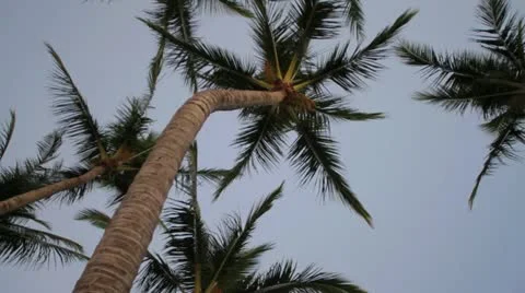 Palm Tree Vídeo Stock 12914019