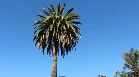 Palm Tree Video stock 20439353