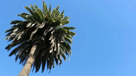 Palm Tree Video stock 20439371