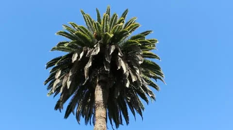 Palm tree Stock Footage 20439622