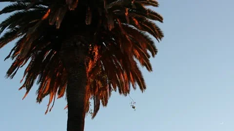 Palm Tree Stock Footage 20444846