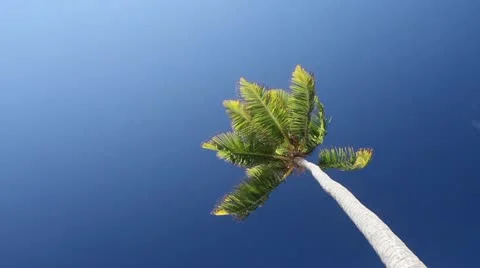 Palm Tree Stock Footage 20472825