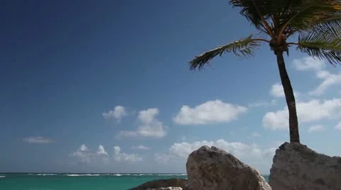 Palm Tree Stock Footage 20475625