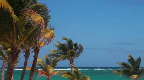 Palm Tree 스톡 동영상 20476151