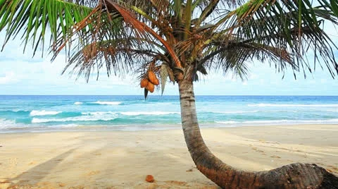 Palm tree Video stock 22496426