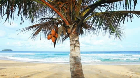 Palm tree Video stock 22518349