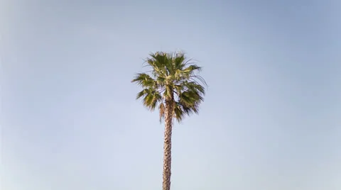 Palm Tree Vídeo Stock 24691965