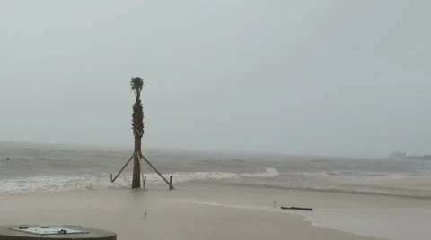 Palm tree Stockbeeldmateriaal 25331575