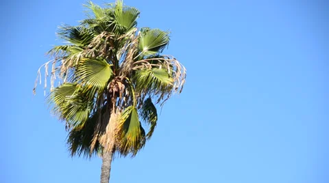 Palm tree Stock Footage 30368203