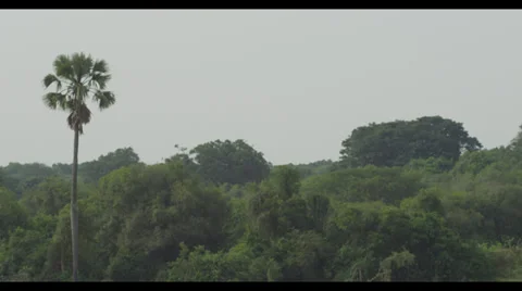 Palm Tree Stock Footage 31876139