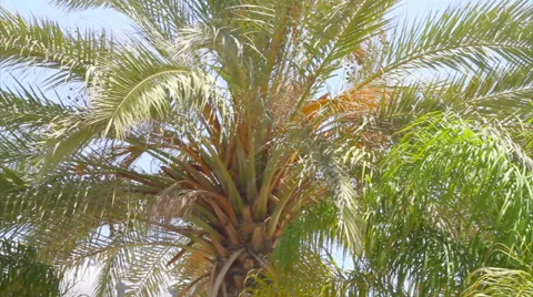 Palm tree Stock Footage 40732935