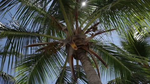 Palm Tree Stock-Footage 44266458