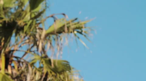 Palm tree Video stock 46809148