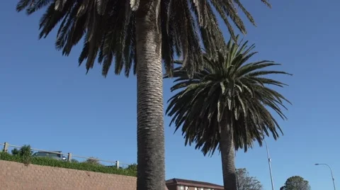 Palm Tree Stock Footage 49629166