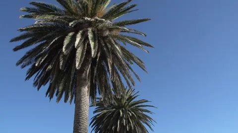Palm Tree Stock Footage 49630834