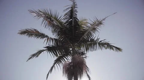 Palm Tree 스톡 동영상 50234626