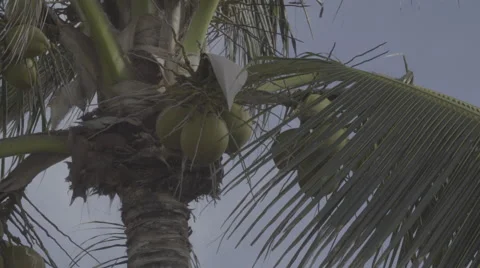 Palm Tree 스톡 동영상 51262740