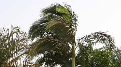 The palm tree Stock Footage 55921510