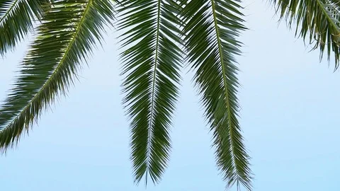 Palm tree Stock Footage 73920822