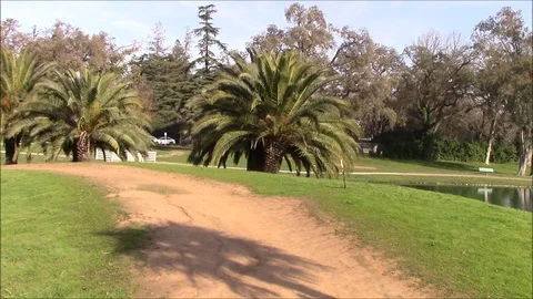 Palm Tree Stock Footage 87135088