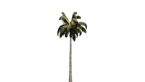 Palm Tree Stock Footage 90946139