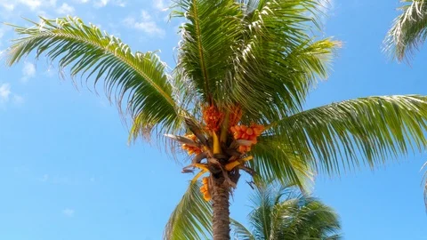 Palm tree Stock Footage 94620687