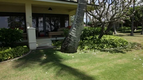 The Palm Tree Stock Footage 104707223