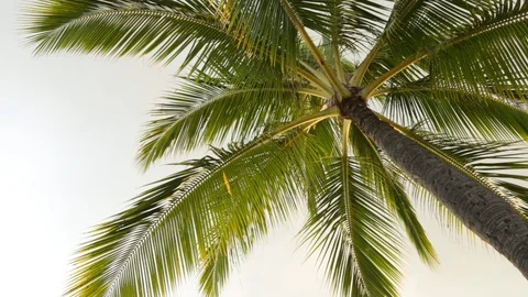 Palm tree Stock Footage 104784781