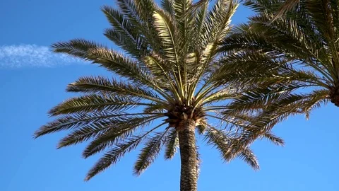 Palm tree 库存影片 107621036
