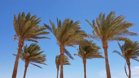 Palm tree 스톡 동영상 108671048