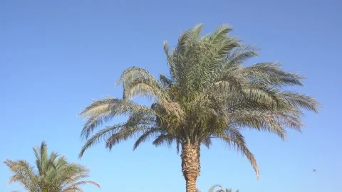 Palm tree Stock Footage 109420342