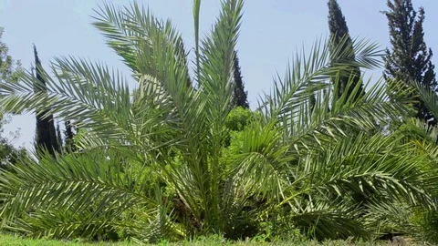 Palm tree Stock Footage 115207517