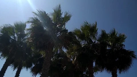 Palm tree Stock Footage 116773598