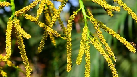 Palm tree 動画素材 124006816