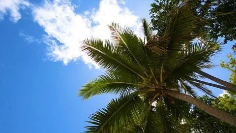 Palm Tree Stock Footage 127360011