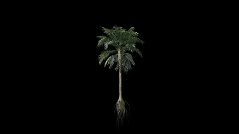 Palm Tree Stock Footage 128985809