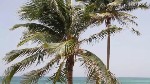 Palm tree Stock Footage 130884482