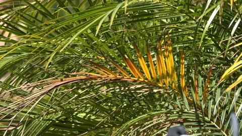 Palm tree Stock Footage 138901847