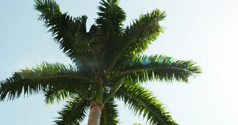 Palm Tree Stock Footage 146653311