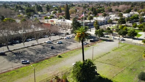 Palm Tree Video stock 147161848