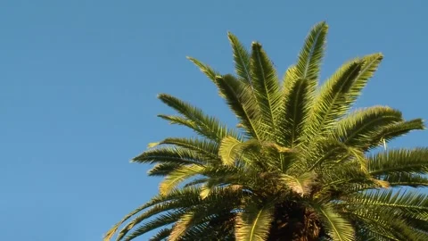 Palm tree 動画素材 148652062