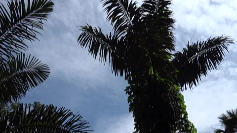 Palm tree 库存影片 150587367