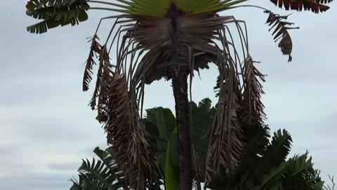 Palm tree Stock Footage 151917960