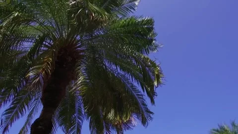 A palm tree Stock-Footage 155591123