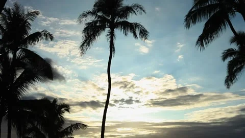 A palm tree Stock Footage 156013991