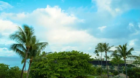 A palm tree Stock Footage 156019946