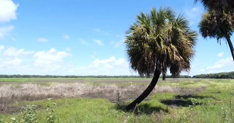Palm Tree Stock Footage 161038060