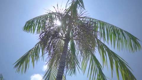 Palm Tree Stock Footage 161851512