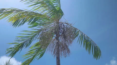 Palm Tree Stock Footage 161852526