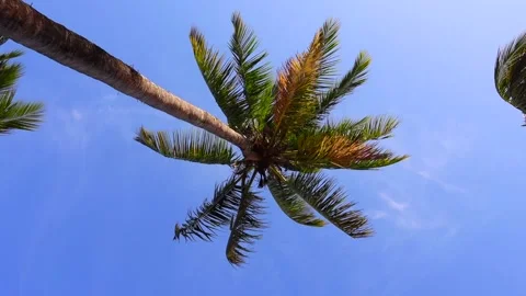 Palm tree Stock Footage 166810510